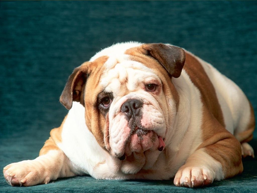 bulldog-ingles-lindo