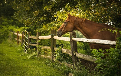 Horses Fence Grass 452806 1920x1200